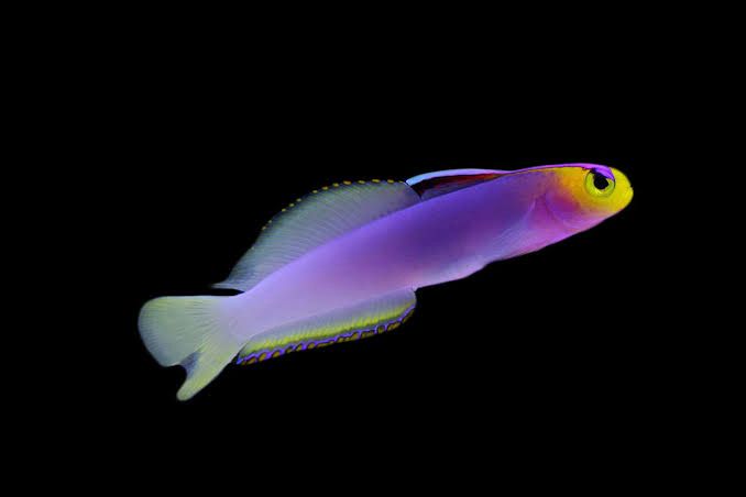 Fire Fish HellFrich - Blue Reef